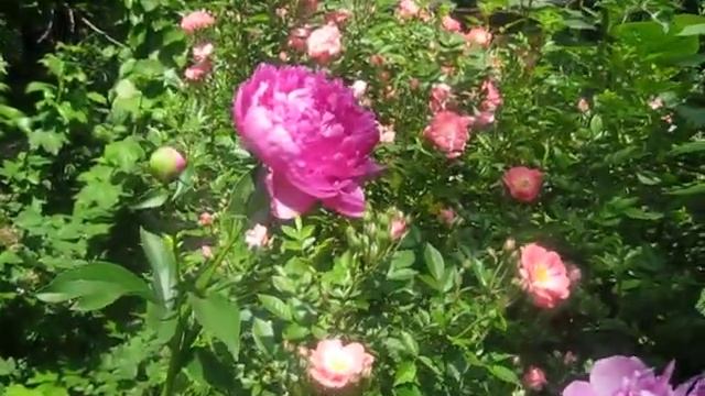 Пион Glory Hallelujah смотреть онлайн