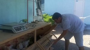 Выращивание бройлеров в клетке. Эксперимент дома.