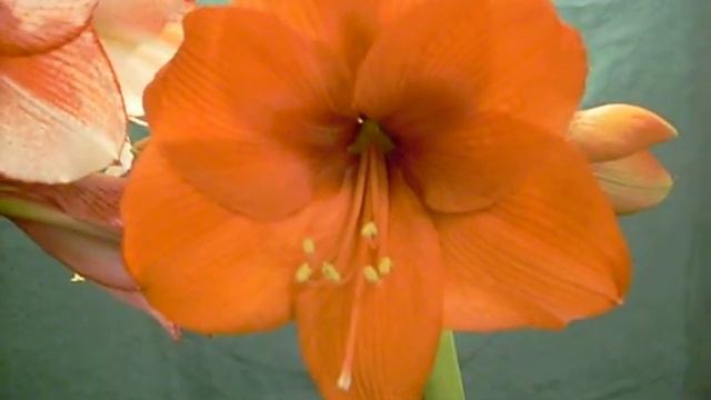 Charisma X Orange Souvereign and Visa Versa amaryllis Hippeastrum Bulb смотреть онлайн