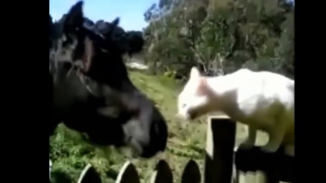 Конспект развлечения во второй младшей группе "В гости к бабушке Варварушке". смотреть онлайн