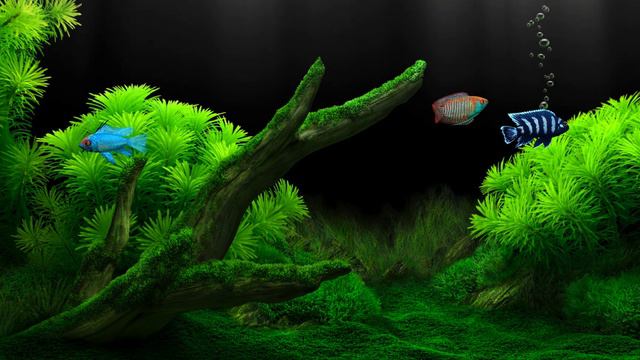 Dream Aquarium Electric Blue Ram, Dwarf Gourami Demasoni смотреть онлайн
