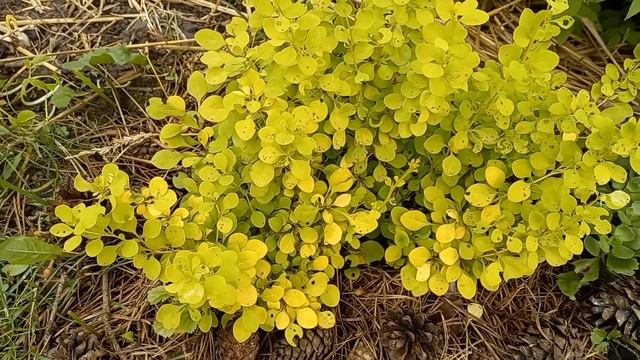 Ландшафтная симфония