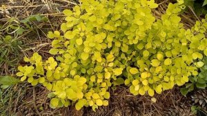 ❓️Почему заболел БАРБАРИС??Не сажайте под деревья!#барбарис #барбарисАуреа #болезнибарбариса