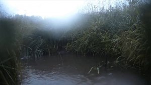 Приманка на выдру