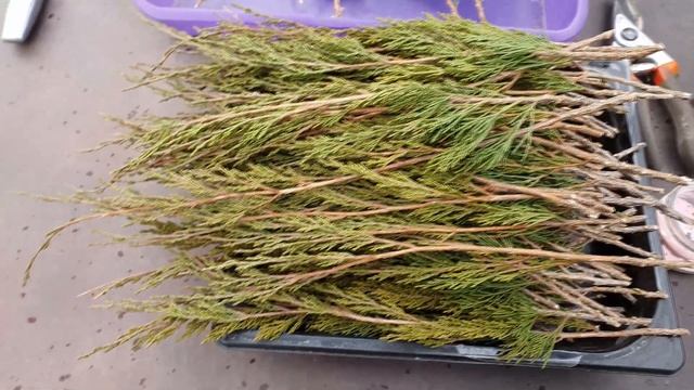 Укоренение хвойных. Размножение хвойных черенками. смотреть онлайн