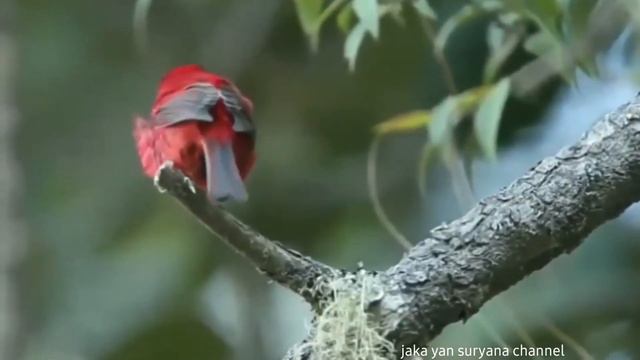 BURUNG WARBLER MERAH (Cardellina rubra) смотреть онлайн