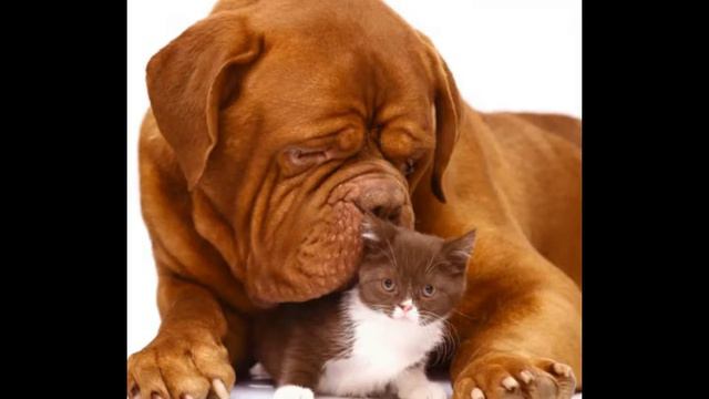 How Do I Get Rid of Saliva Stains смотреть онлайн