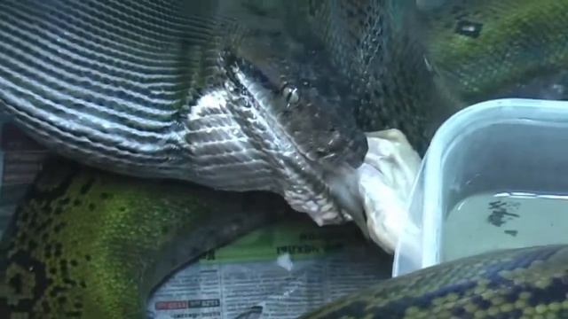 Сетчатый питон заглатывает кролика / Reticulated Python swallows a rabbit смотреть онлайн