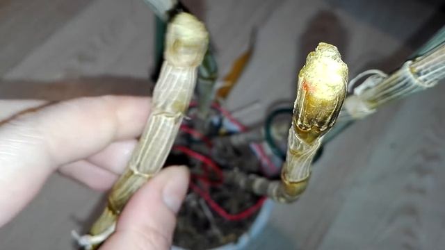 Спасение Дендробиума Нобиле.... смотреть онлайн