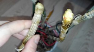 Спасение Дендробиума Нобиле....