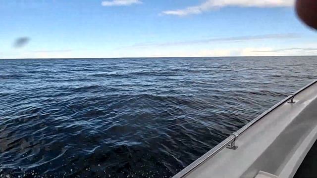 Выставка Рибов и Лодок ПВХ (Boat Party) на Ладоге 2023 смотреть онлайн