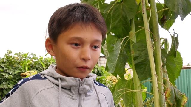 В Орске два школьника вырастили 3 х метровый подсолнух 1 смотреть онлайн