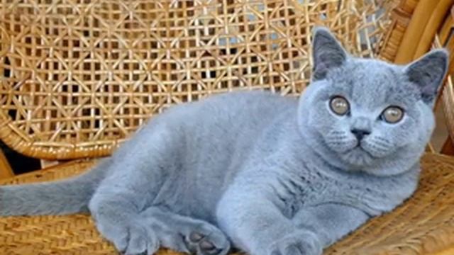 Британский голубой котенок. смотреть онлайн