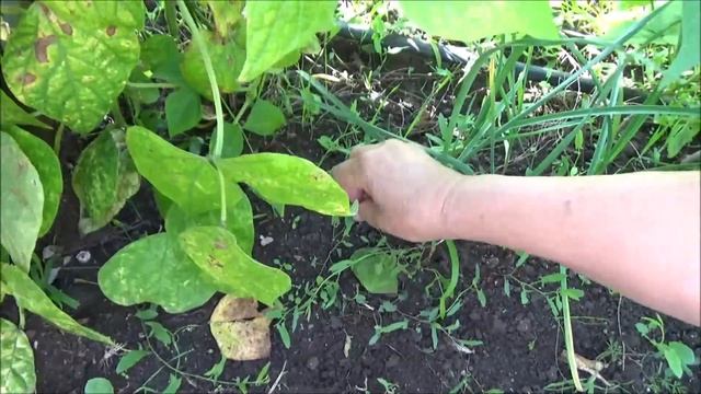 Мясная фасоль, без нитки. Дожди портят урожай. смотреть онлайн