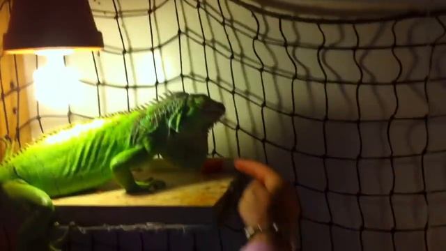 Unfair fight: Iguana vs. water melon смотреть онлайн