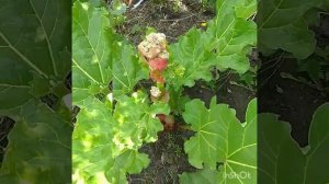 Ревень сорта Виктория