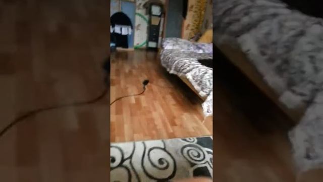 кот хищник смотреть онлайн