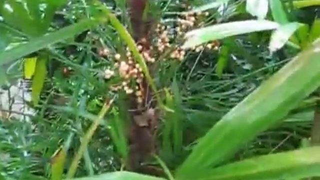 Пальма рапис смотреть онлайн