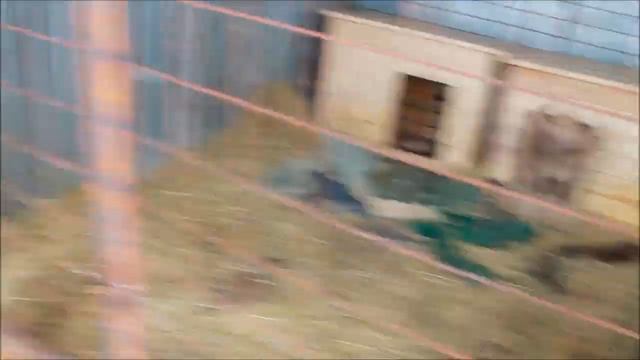 Приют "Добрый дом" обустроился под Вичугой смотреть онлайн