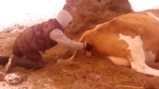 Принемаем роды у коровы смотреть онлайн