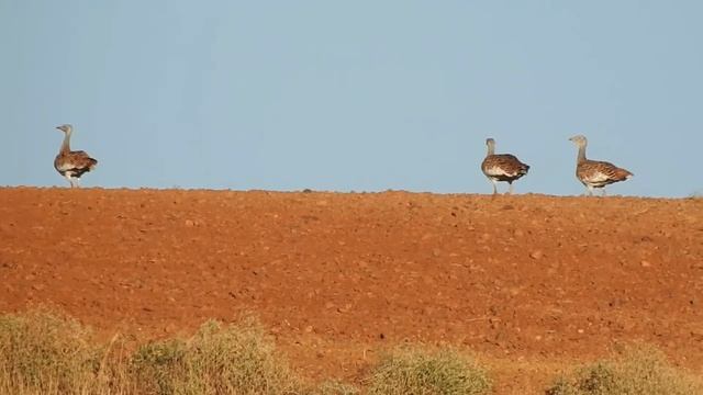 Дрофа - Otis tarda.mp4 смотреть онлайн