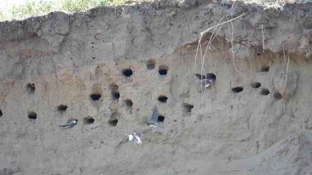 Ласточки Береговые смотреть онлайн