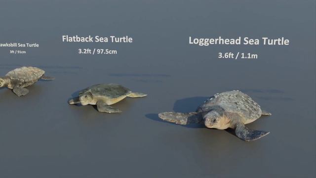 Turtles Size Comparison | 3d Animation Comparison | Real Scale Comparison of Turtle смотреть онлайн