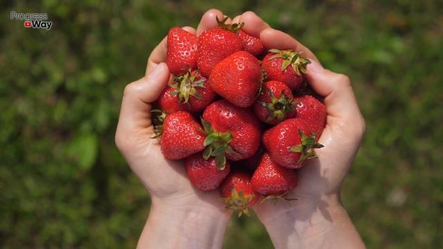 2 САМЫЕ ВАЖНЫЕ ПОДКОРМКИ ДЛЯ КЛУБНИКИ ВО ВРЕМЯ ЦВЕТЕНИЯ ДЛЯ ОБИЛЬНОГО ПЛОДОНОШЕНИЯ! смотреть онлайн