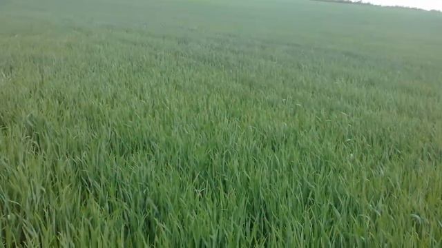 Вид озимой 14.05.18. без дождя смотреть онлайн