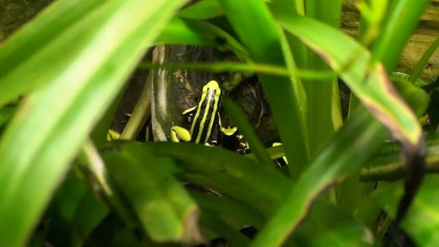 RiGA Zoo 2013 Рижский зоопарк часть 2 Тропический дом смотреть онлайн