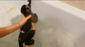 Водные процедуры или мокрая обезьяна.Как купать капуцина