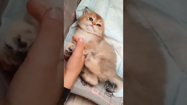Британская золотая шиншилла котенок смотреть онлайн