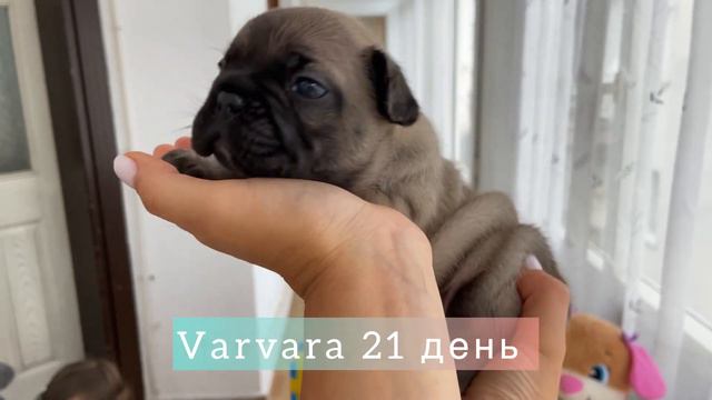 Щенки французского бульдога Украина. смотреть онлайн
