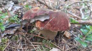 Грибной 🍄 Лес Заманил и Одарил Грибами ЧУМАЧЕЧШЕЙ Красоты .💕💃💃💃