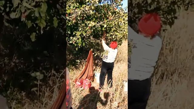 Боярышник- это сказка! смотреть онлайн