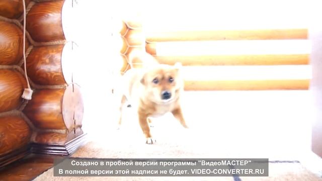 смешная собака смотреть онлайн