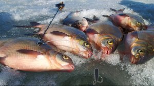 ВОТ ЭТО РЫБАЛКА !!! Здоровенные РЫБИНЫ не устояли пред чёртиком !!!