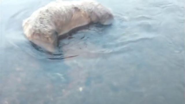 НАПАДЕНИЕ МЕДВЕДЯ НА РЫБАКОВ??? BEAR ATTACK ON FISHERMEN??? смотреть онлайн