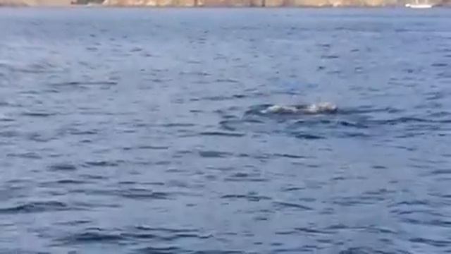Мальчик и море... смотреть онлайн