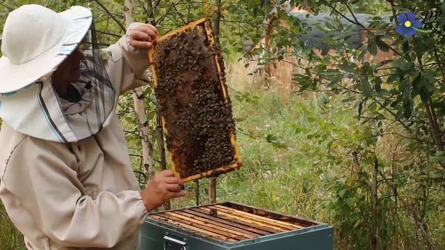 Почему карника? Пчелы породы карника, линия варроатолеранц. смотреть онлайн