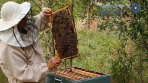 Почему карника? Пчелы породы карника, линия варроатолеранц.