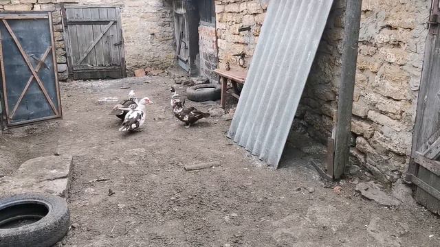 Пропадают кабачки смотреть онлайн