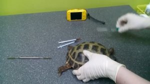 Укол черепахе