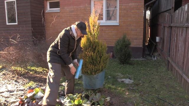 Как защитить хвойники зимой от снега и ледяного дождя смотреть онлайн