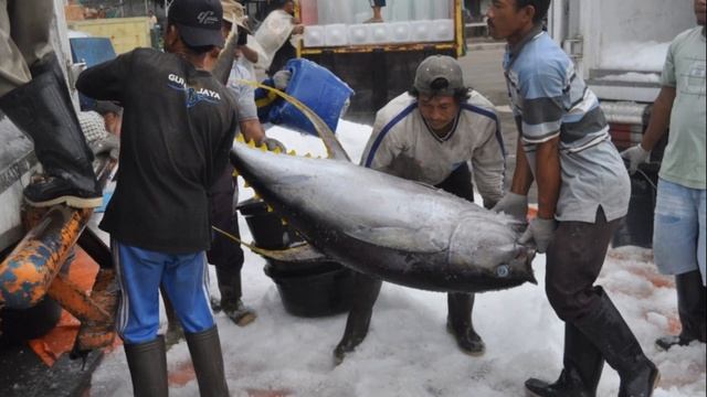Facts: The Yellowfin Tuna смотреть онлайн