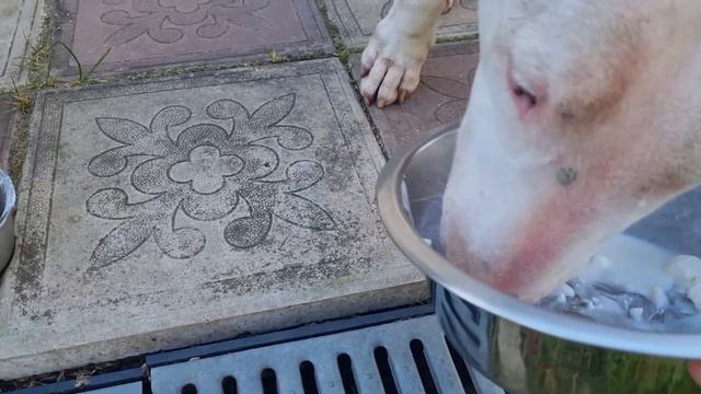 Осторожно! Очень громко гремят миски. А аппетит такой приятный! 😋🐾🦴🌭🐶😍 смотреть онлайн