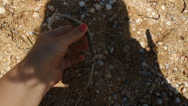 ПЛЯЖ СЧАСТЛИВЦЕВО / Варим КРЕВЕТКИ смотреть онлайн