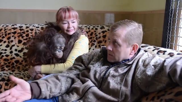 Сафари парк львов Тайган смотреть онлайн