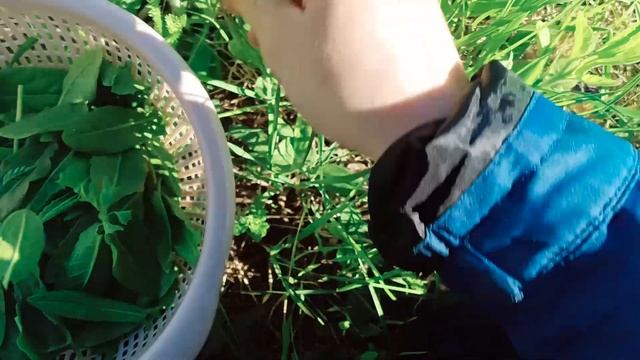 Шефская Тайна