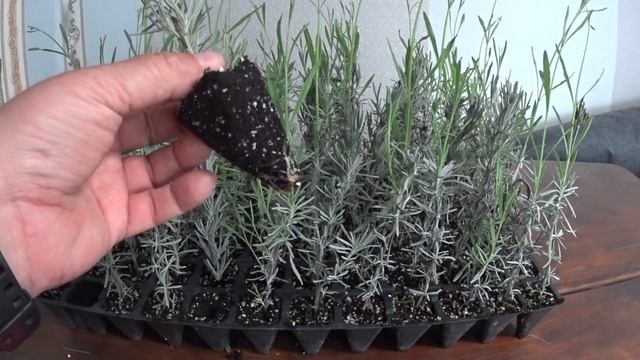 ЛАВАНДА - РАЗМНОЖЕНИЕ ЧЕРЕНКОВАНИЕМ (Часть 2). смотреть онлайн